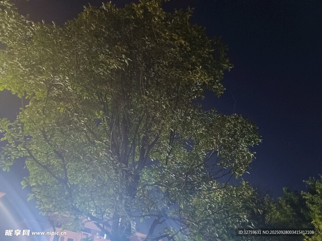 夜晚燈光下的蔥郁樹木
