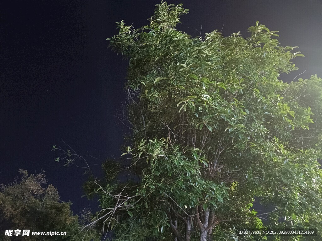 夜晚中的蔥郁樹(shù)木