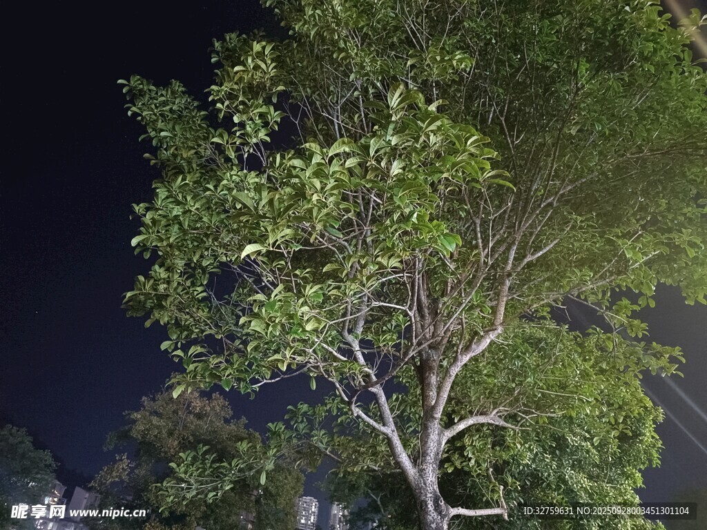 夜晚中的蔥郁大樹(shù)