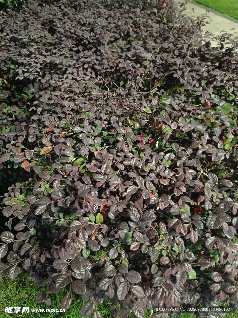 紫葉植物景觀