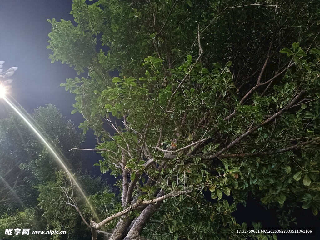 夜間修剪樹木作業(yè)