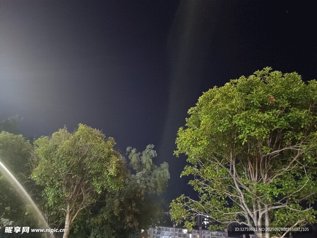 夜晚燈光下的蔥郁樹木