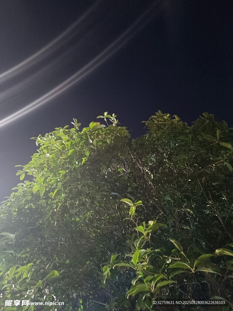 夜下光影中的蔥郁綠植
