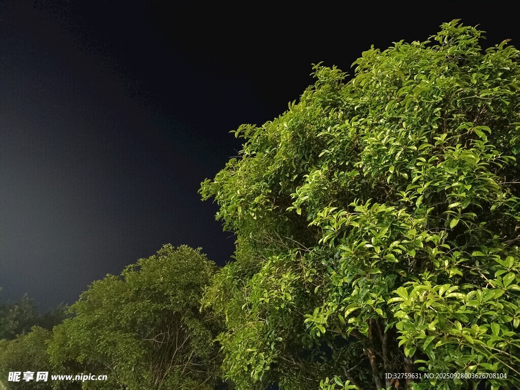 夜幕下蔥郁的樹林
