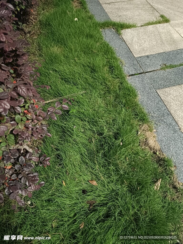 石板旁的翠綠草坪