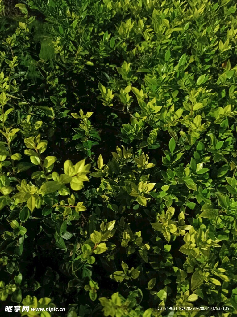 翠綠繁茂的植物景觀