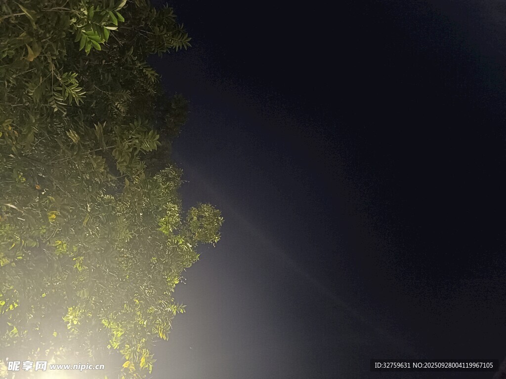 夜晚樹林中的微光景象