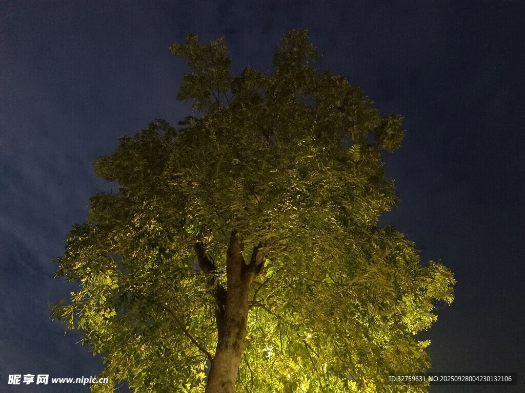 夜幕下發(fā)光的蔥郁大樹