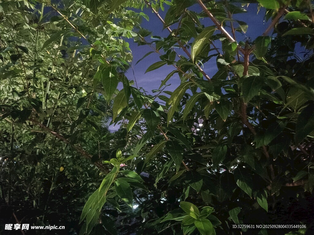 繁茂綠植間的幽藍(lán)天幕
