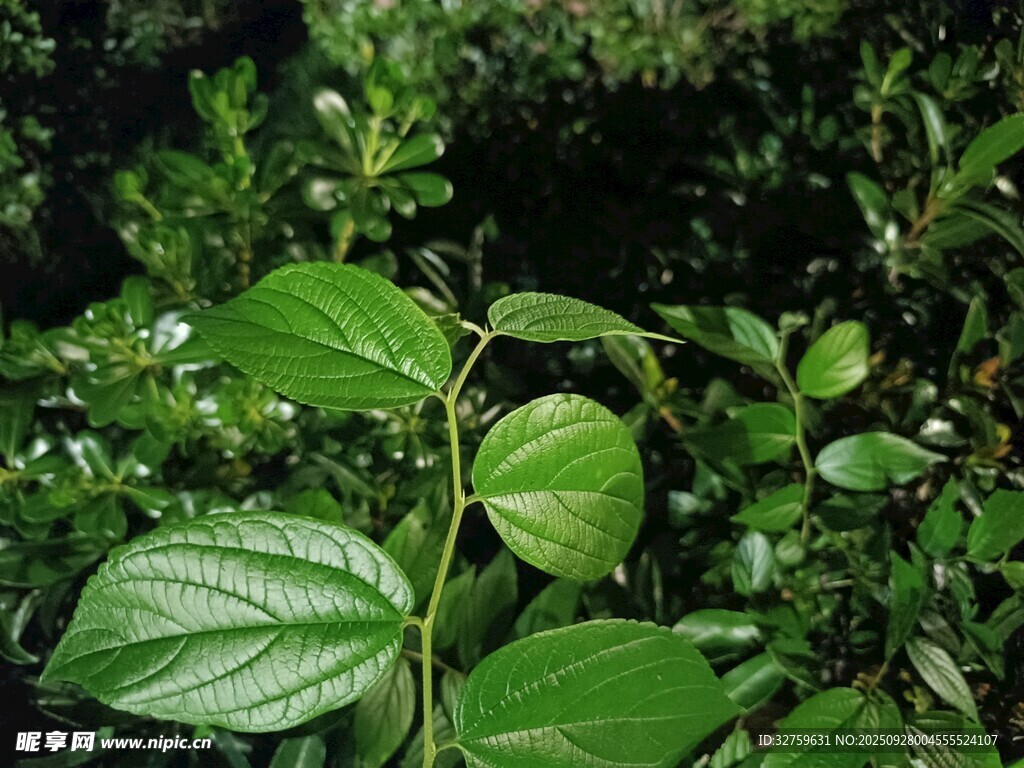 翠綠藤蔓植物特寫