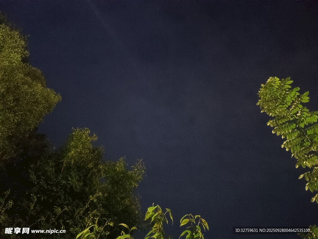 夜幕下的樹木與深邃天空