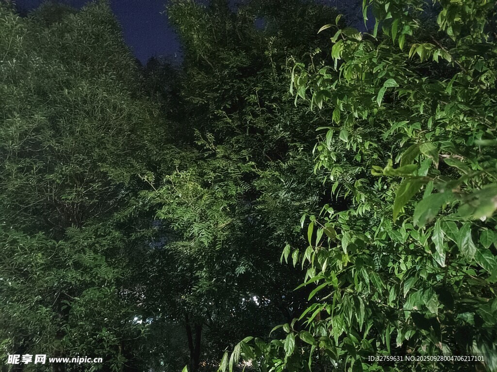 夜晚茂密樹林景象