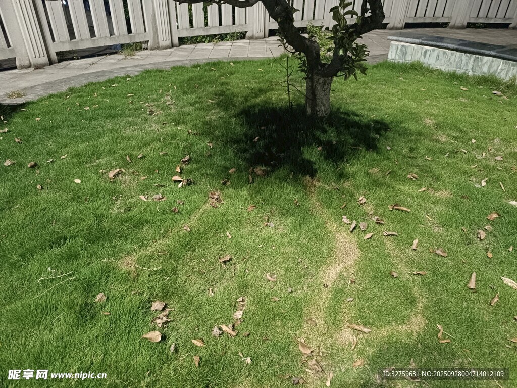 庭院中一棵孤樹與草地