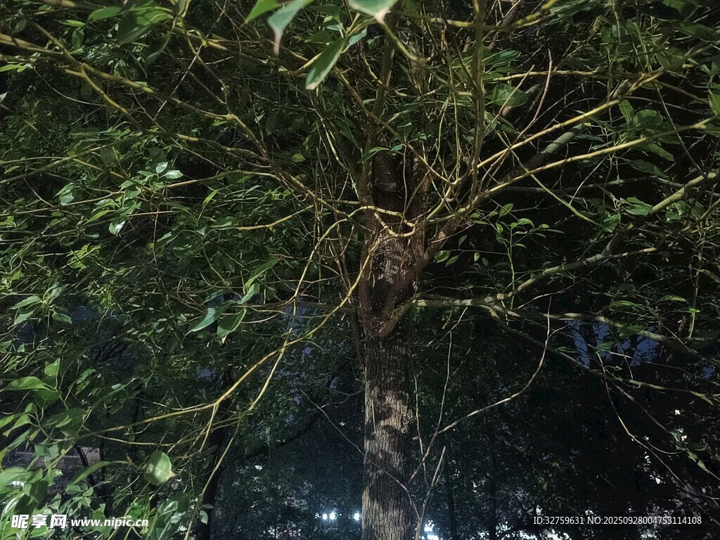 夜晚中的繁茂樹枝