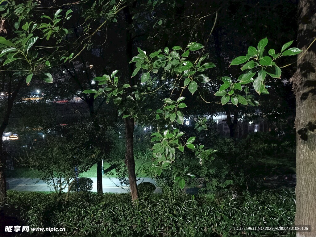 夜晚公園綠植景觀