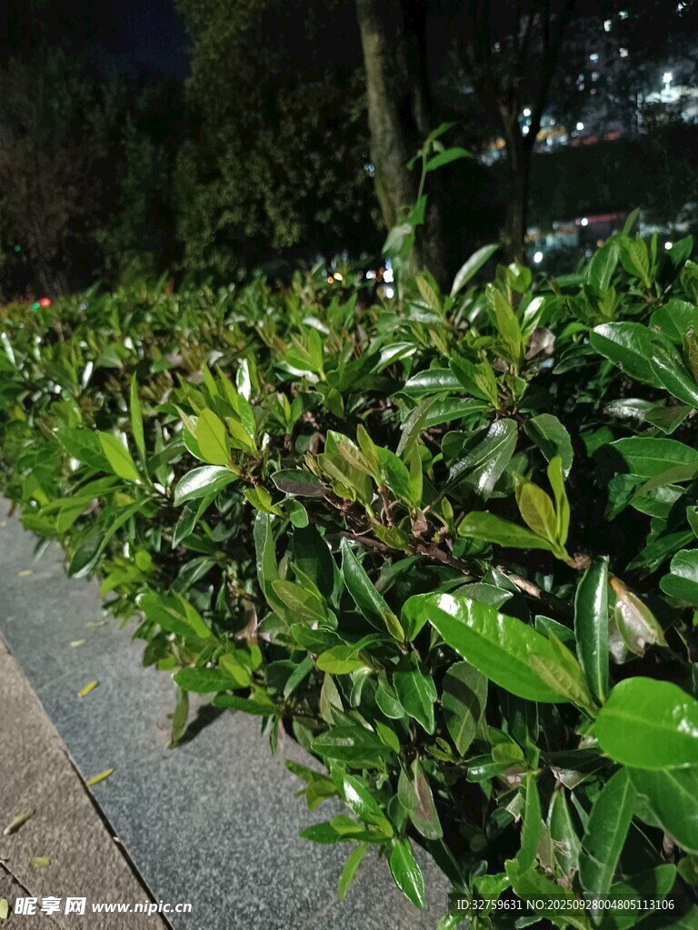 夜晚路邊的翠綠灌木叢