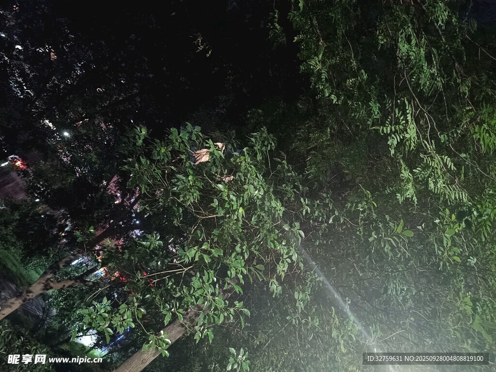 夜晚城市中繁茂的綠樹景觀