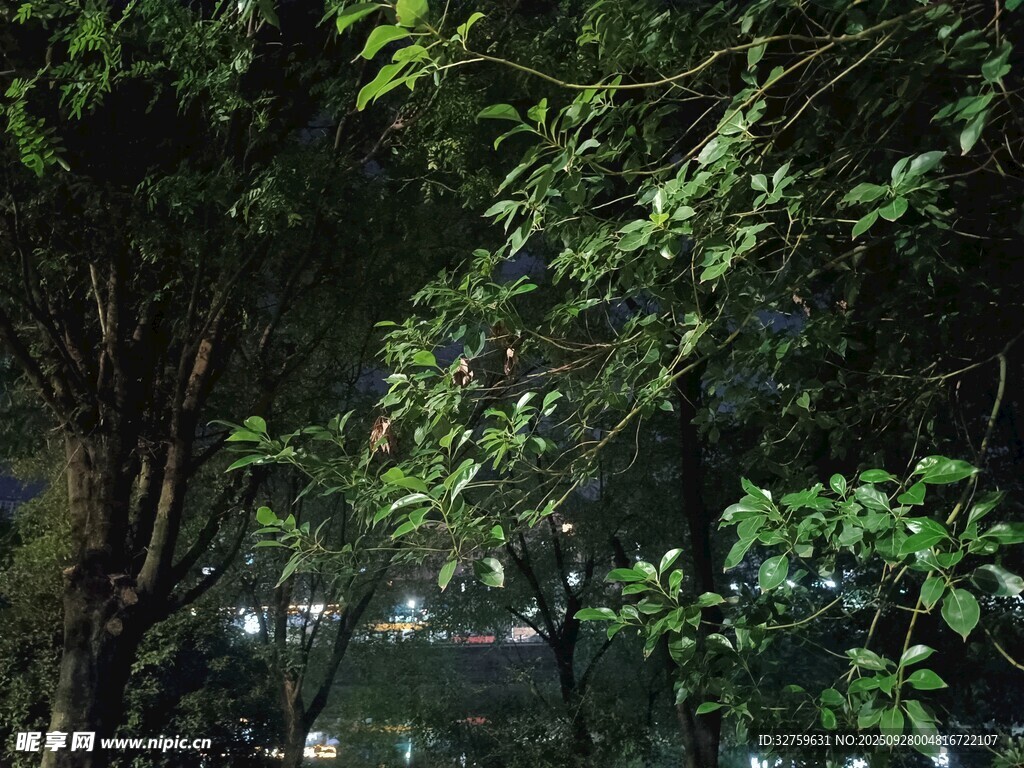 茂密叢林綠意盎然的景致