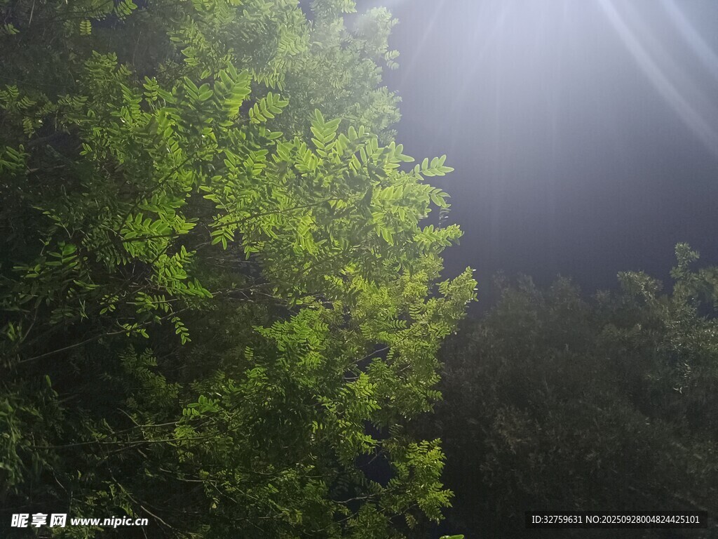 陽光穿透綠葉的林間美景