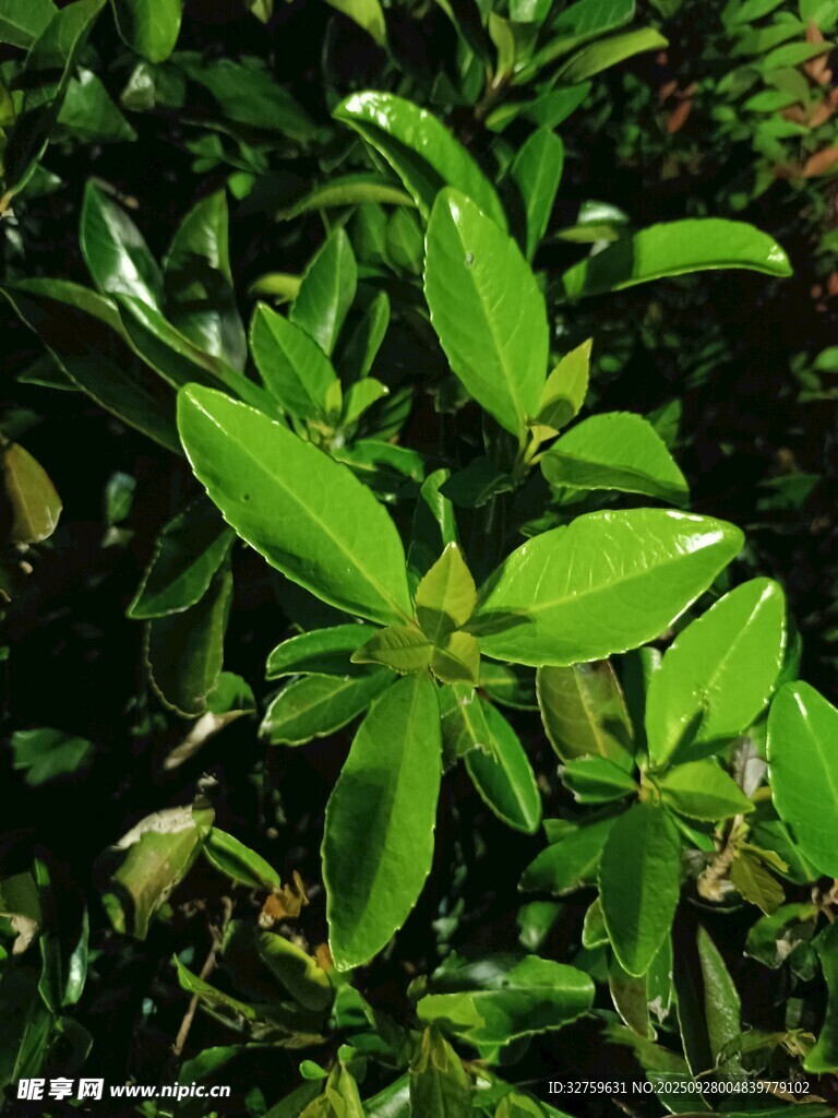 翠綠葉片植物特寫