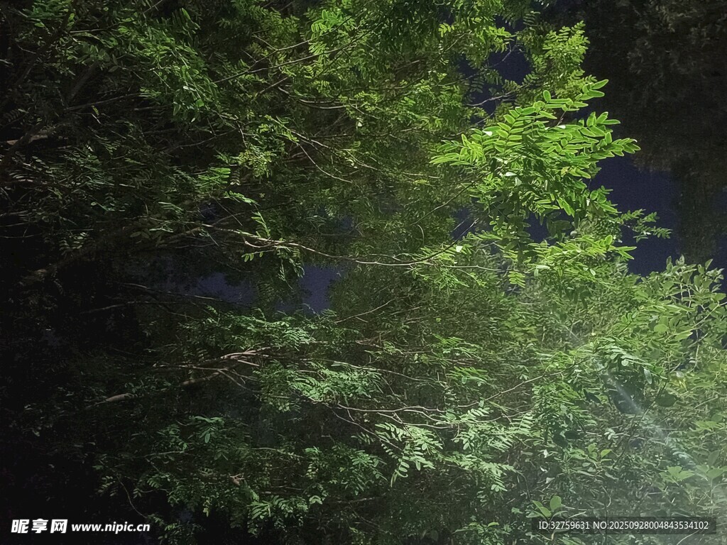 茂密翠綠的林間枝葉