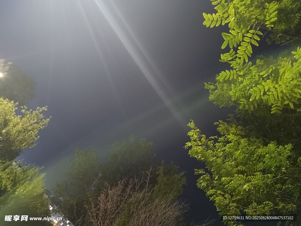 林間光束穿透綠意