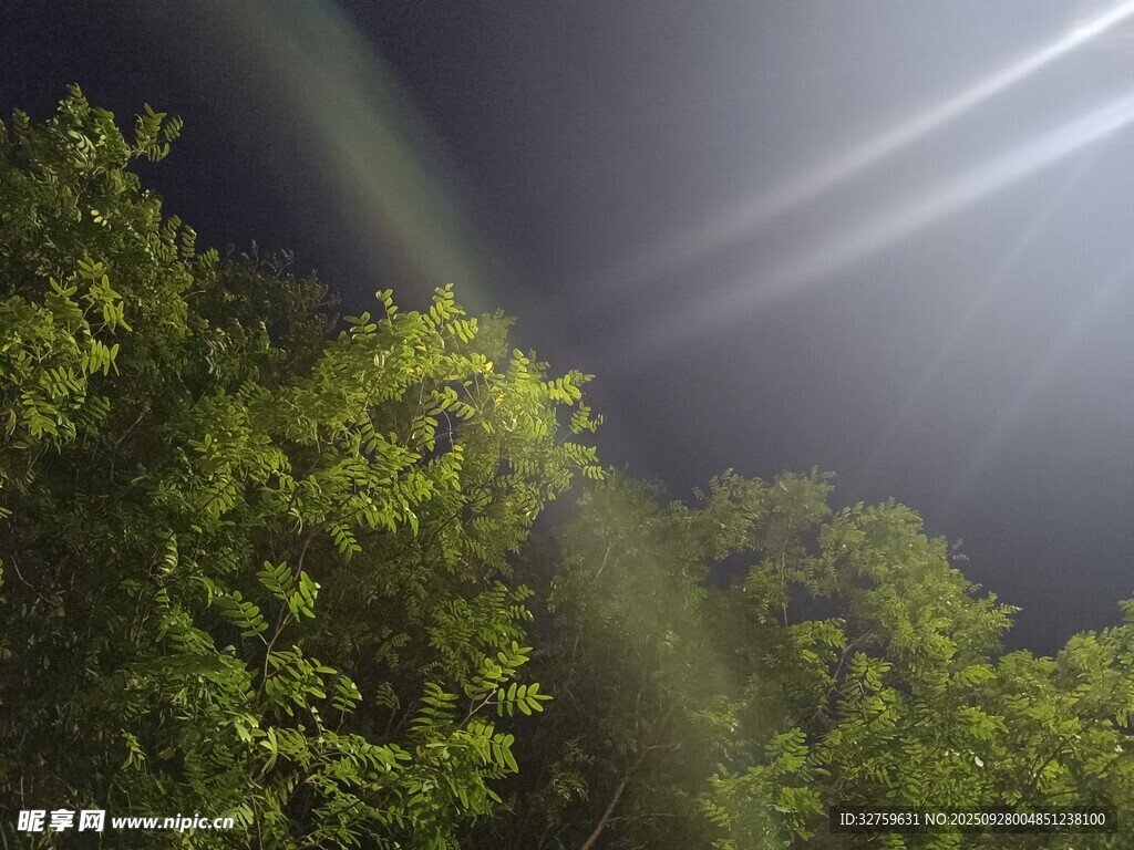 夜中樹林的光束美景