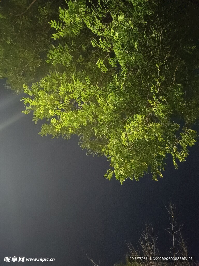 夜幕下的翠綠樹冠