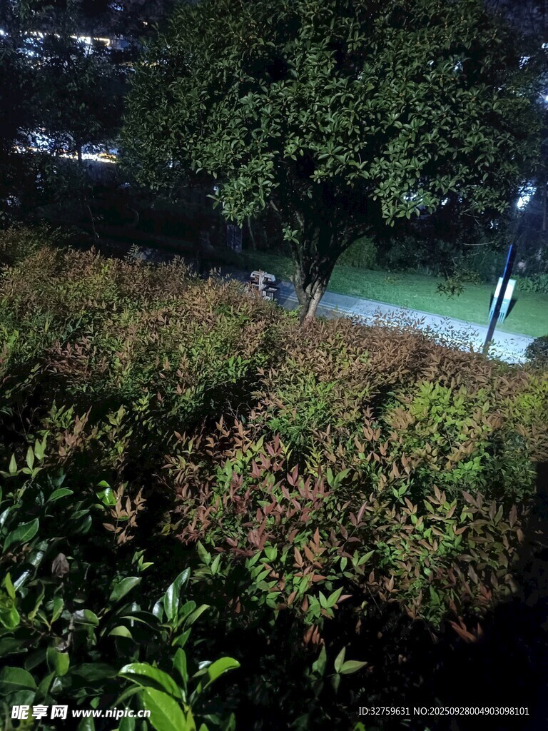 夜晚綠植景觀
