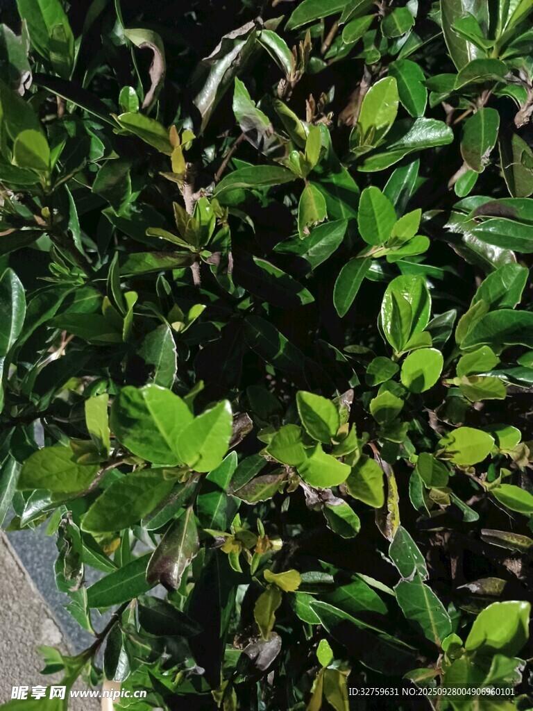 翠綠繁茂的綠植景觀
