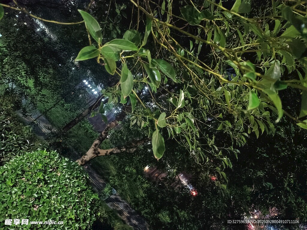 繁茂綠植下的自然景象
