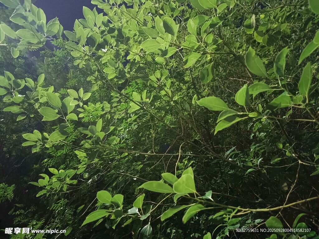 茂密綠葉的自然景象