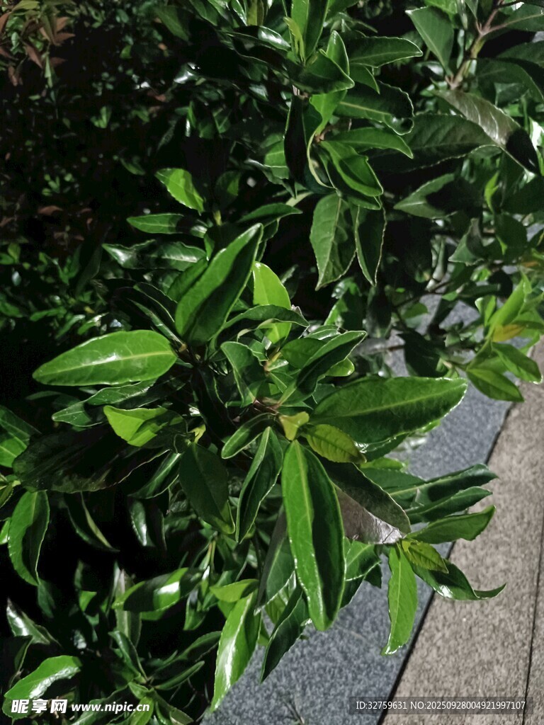 翠綠植物葉片特寫