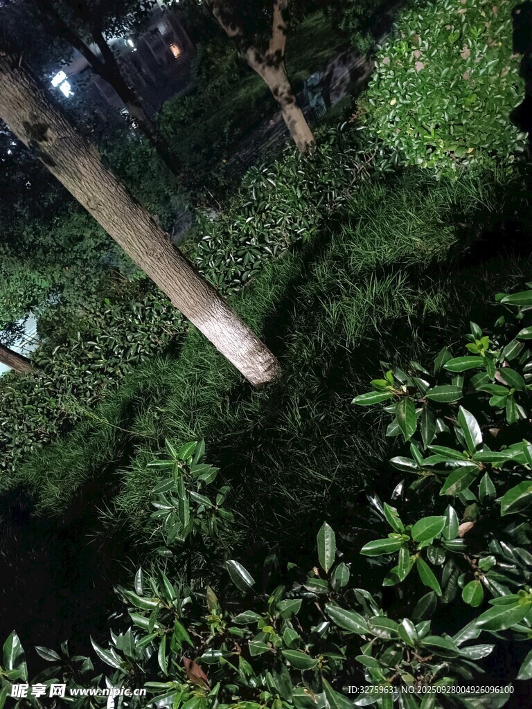 仰視茂密叢林中的樹干