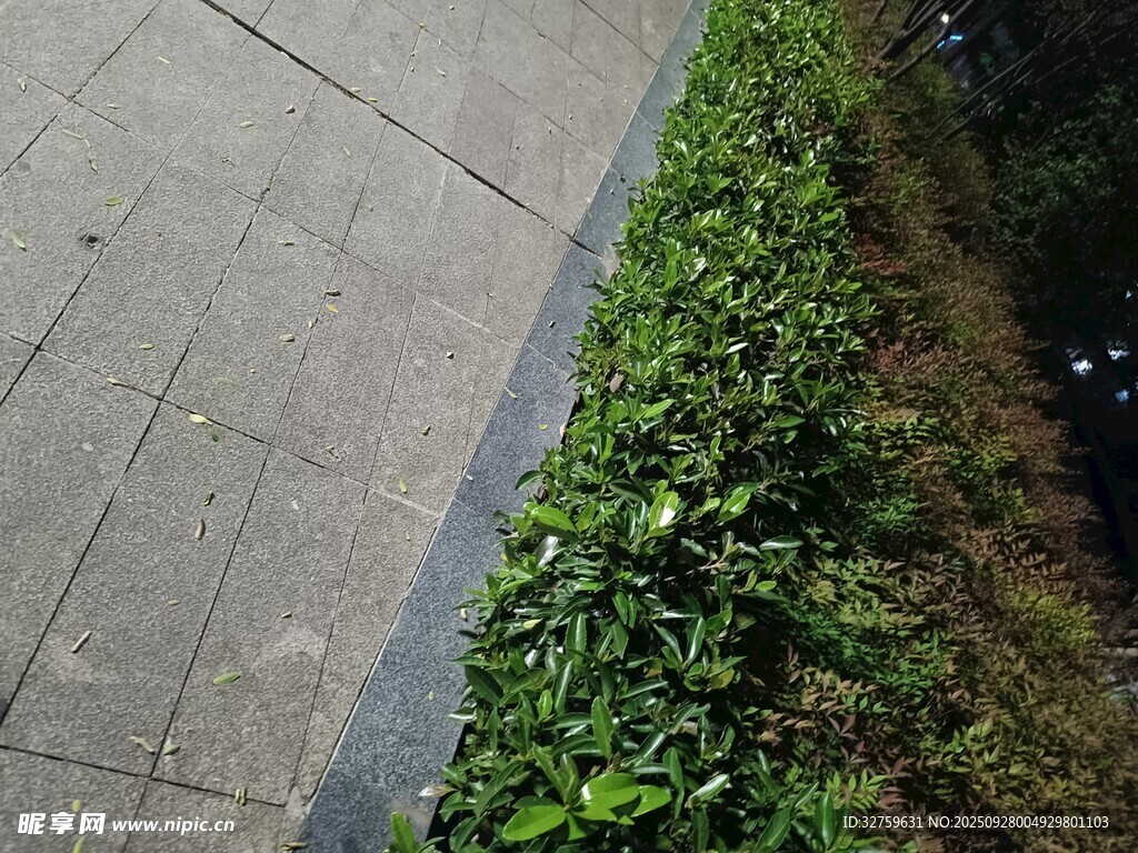路邊翠綠繁茂的植物