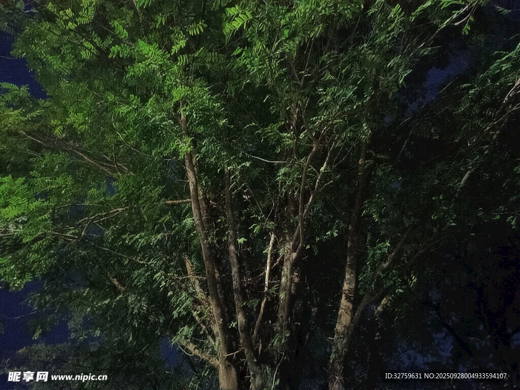 夜幕下的蔥郁樹木
