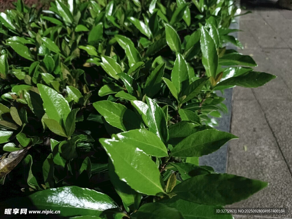 翠綠盆栽植物