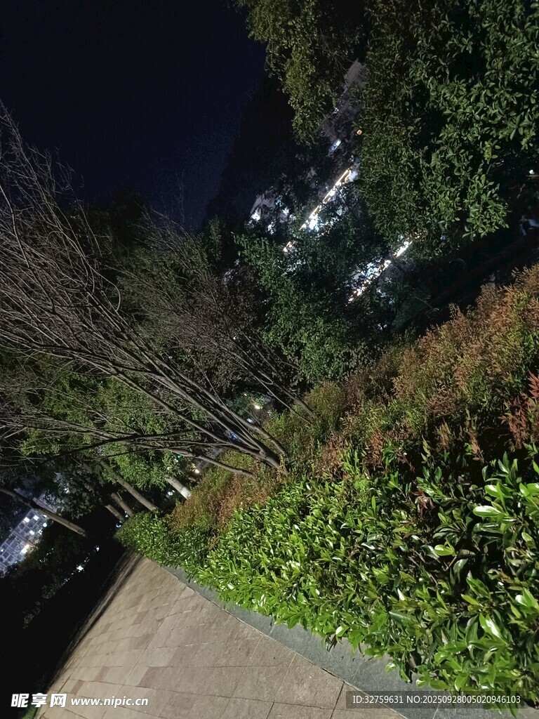 夜晚小徑旁的綠植景觀