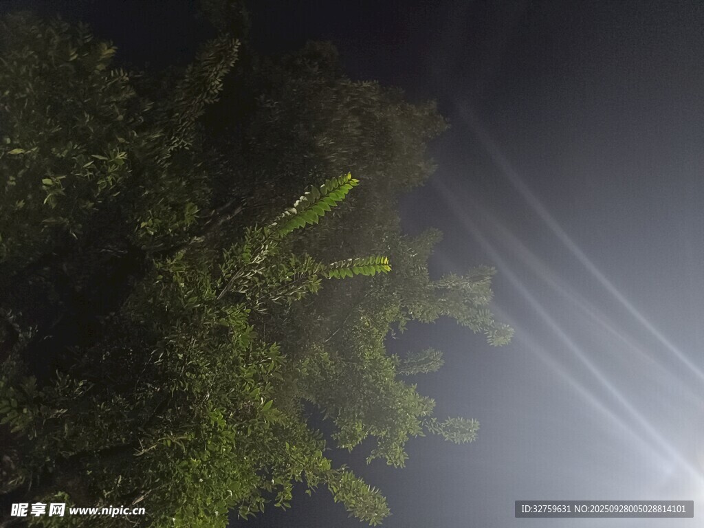 暗夜中樹木與光線交織景象