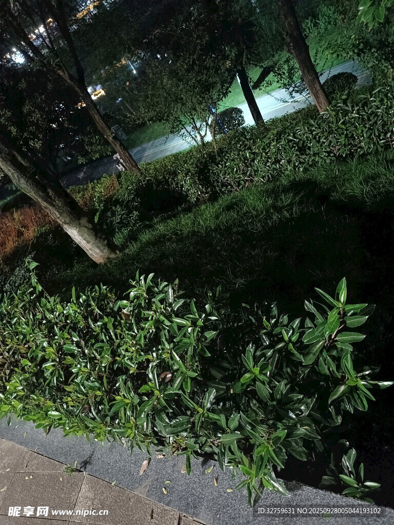 夜晚綠植景觀