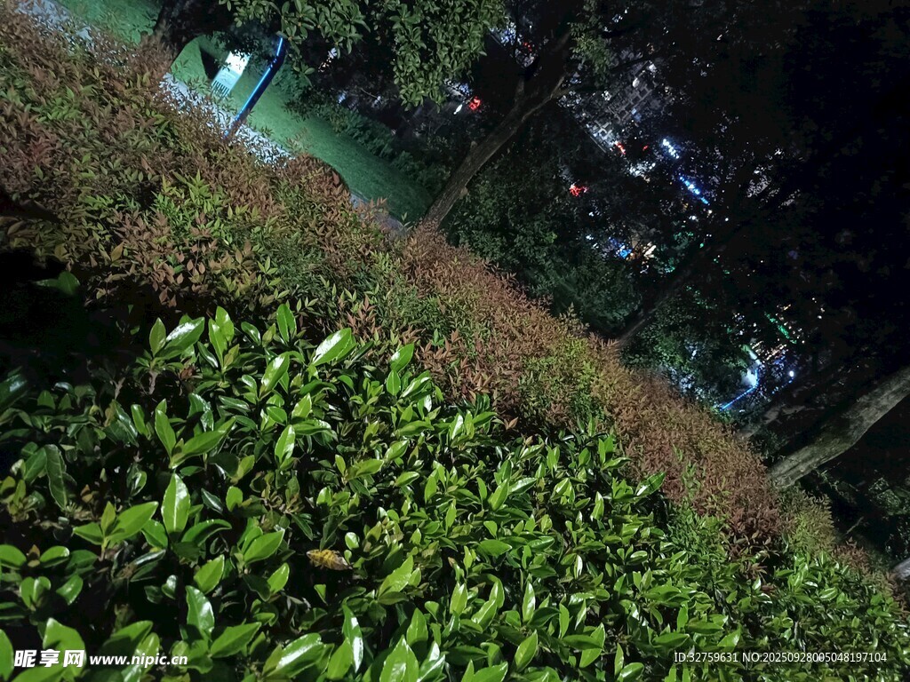 夜間繁茂綠植景觀