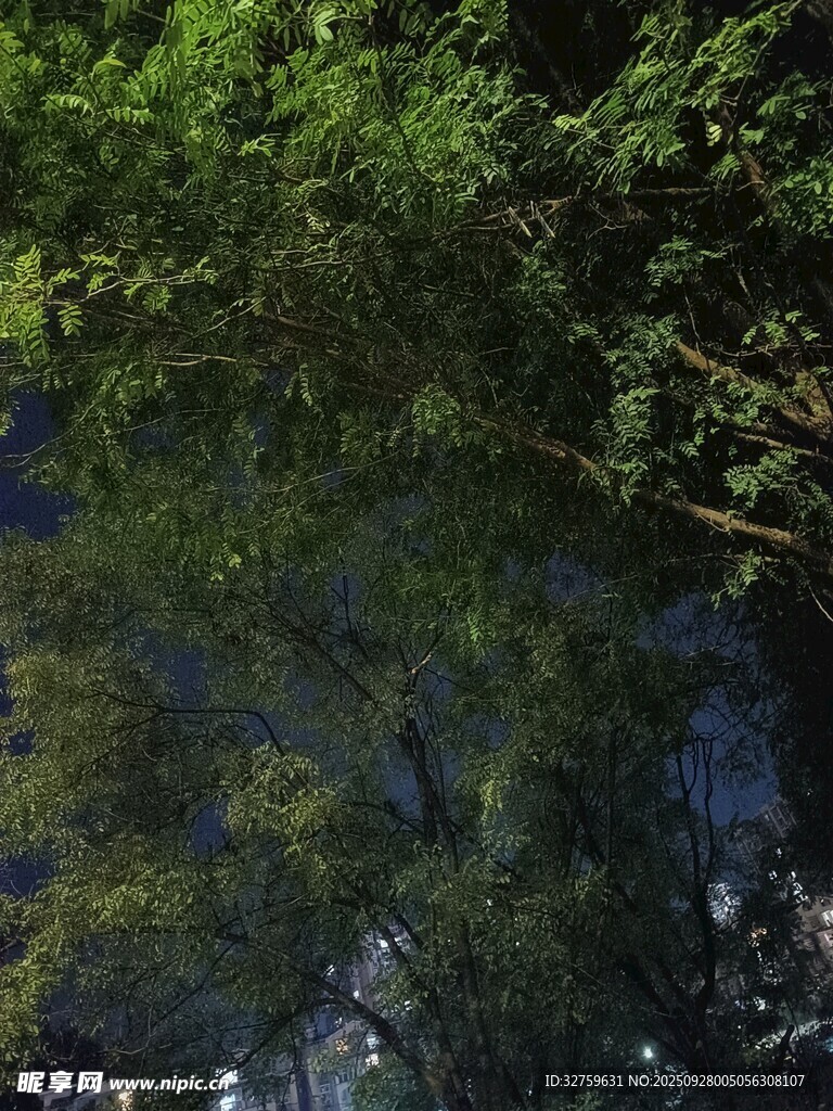 茂密樹林中的自然景致