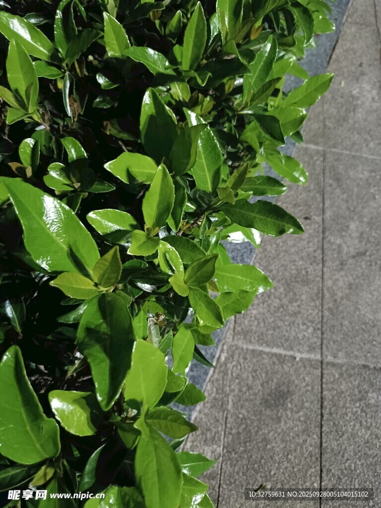 翠綠葉片排列于地面