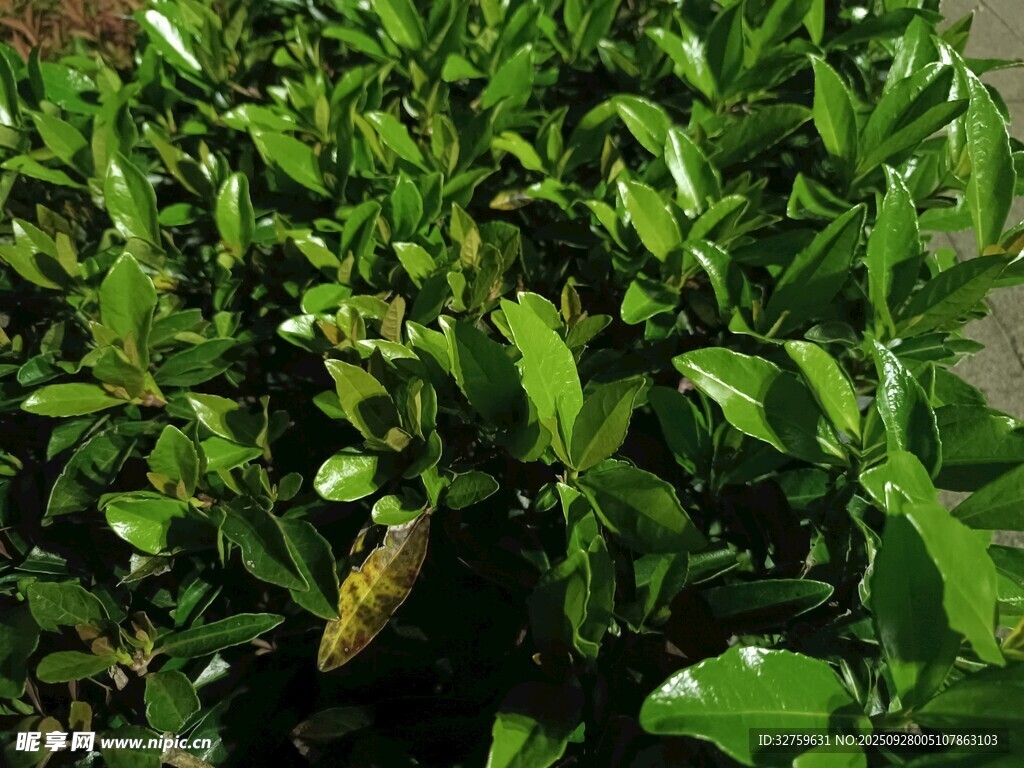 綠葉叢中的黃色花朵