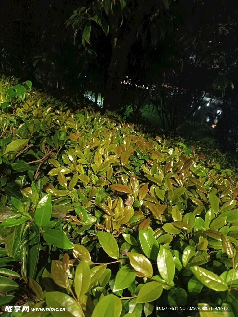 翠綠繁茂的植物景觀