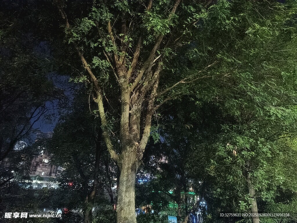 夜晚樹下的靜謐景象