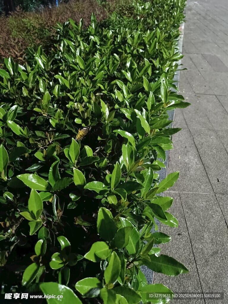 路邊翠綠植物景觀