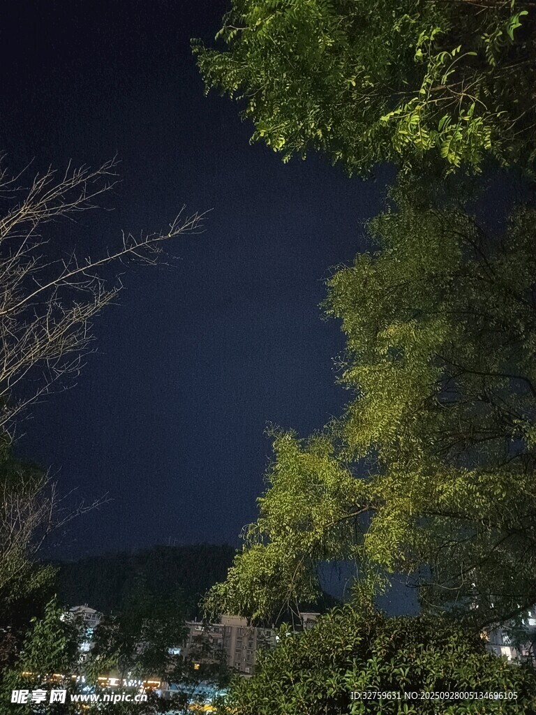 夜幕下的綠樹與遠處景致