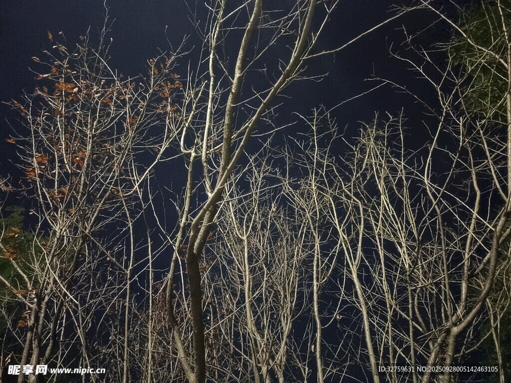 冬日枯樹林景
