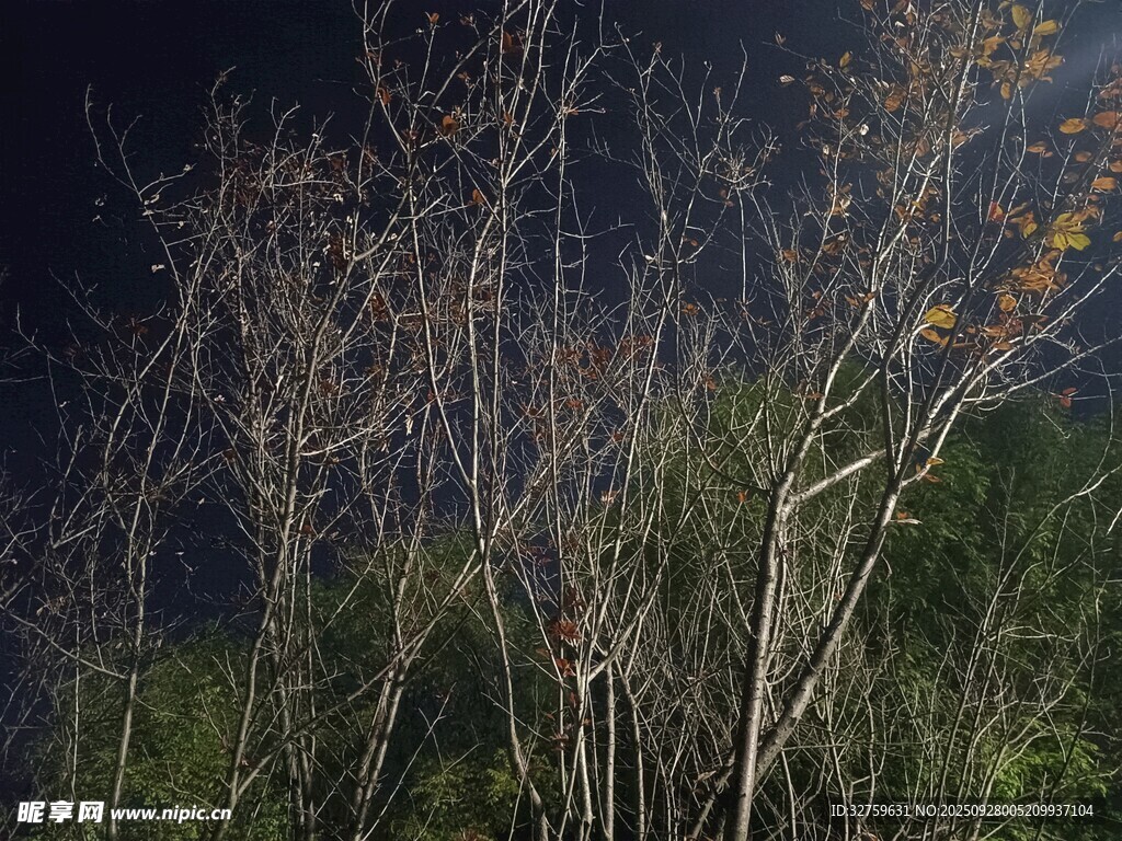 夜幕下的枯樹(shù)與綠植